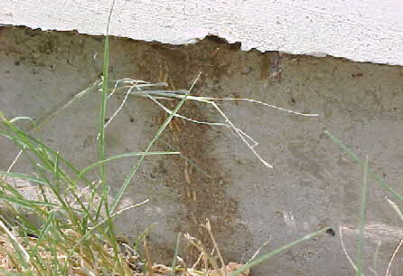 Dallas Home Inspections Company - Termites